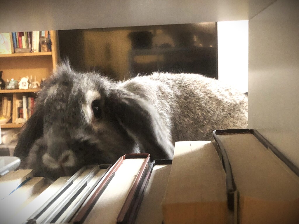 Zipper browses the shelves